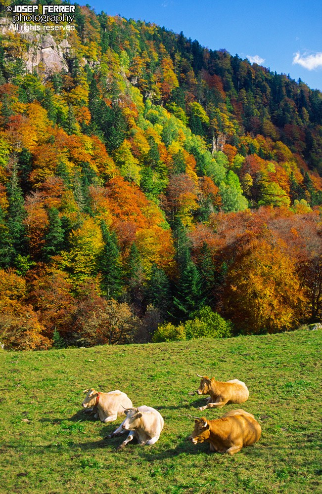 Cows, Vallée d'Ossau, Pyrenees, France