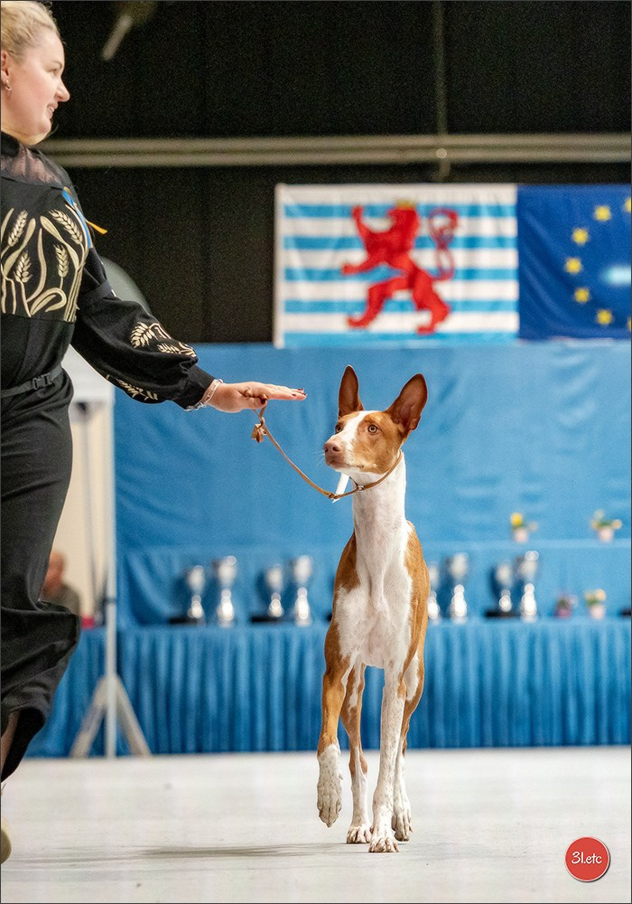 🇱🇺 LUXEMBOURG 🇱🇺 International Dog Show 🇱🇺 30/08 - 31/08/2025. Photographe à Strasbourg | Portraits, Studio, Enfants, Événements