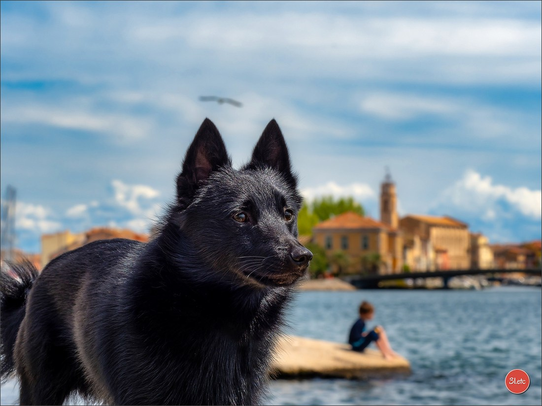 Expo canine 🇫🇷 Martigues  19-20/04/2025. Photographe à Strasbourg | Portraits, Studio, Enfants, Événements