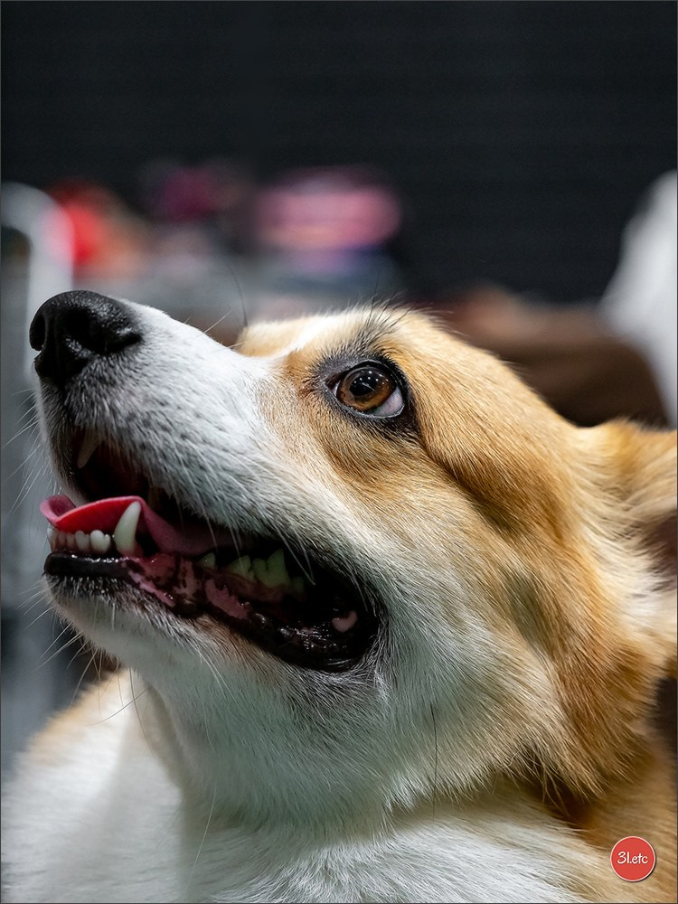 🇳🇱 IDS Maastricht 27/28 Sept 2025 🇳🇱. Photographe à Strasbourg | Portraits, Studio, Enfants, Événements