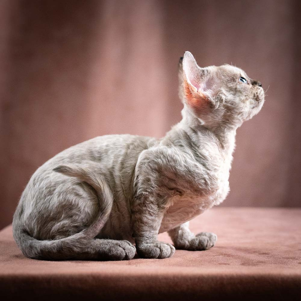 Quella,  girl, born 02.14.26. Devon Rex Pixie Cattery