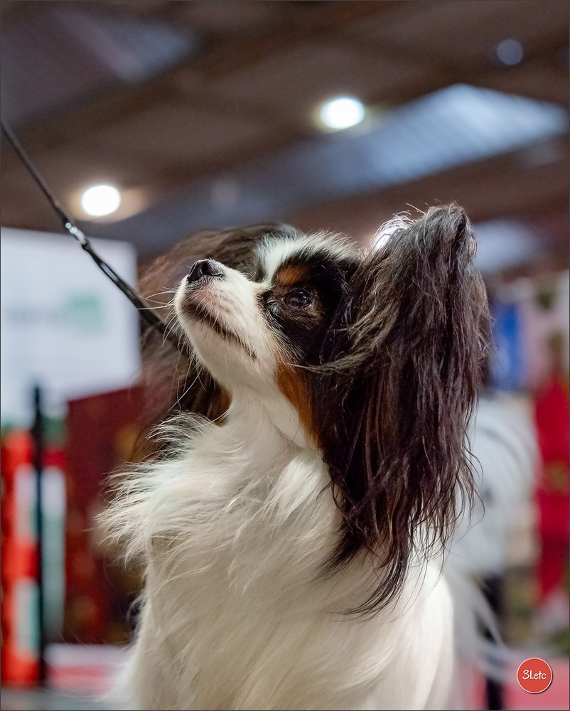 13-14.12.2025   🇧🇪   Brussels Dog Show. Photographe à Strasbourg | Portraits, Studio, Enfants, Événements