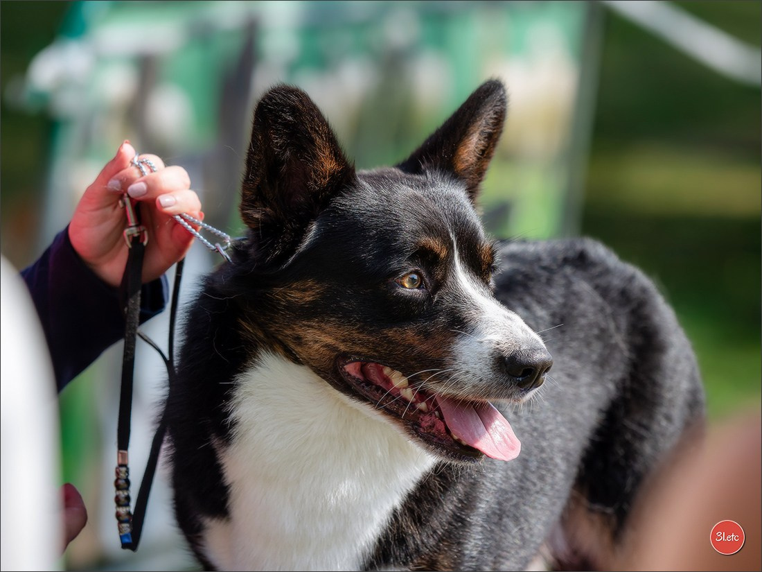 🇫🇷 Romorantin - Exposition Canine Nationale. Photographe à Strasbourg | Portraits, Studio, Enfants, Événements