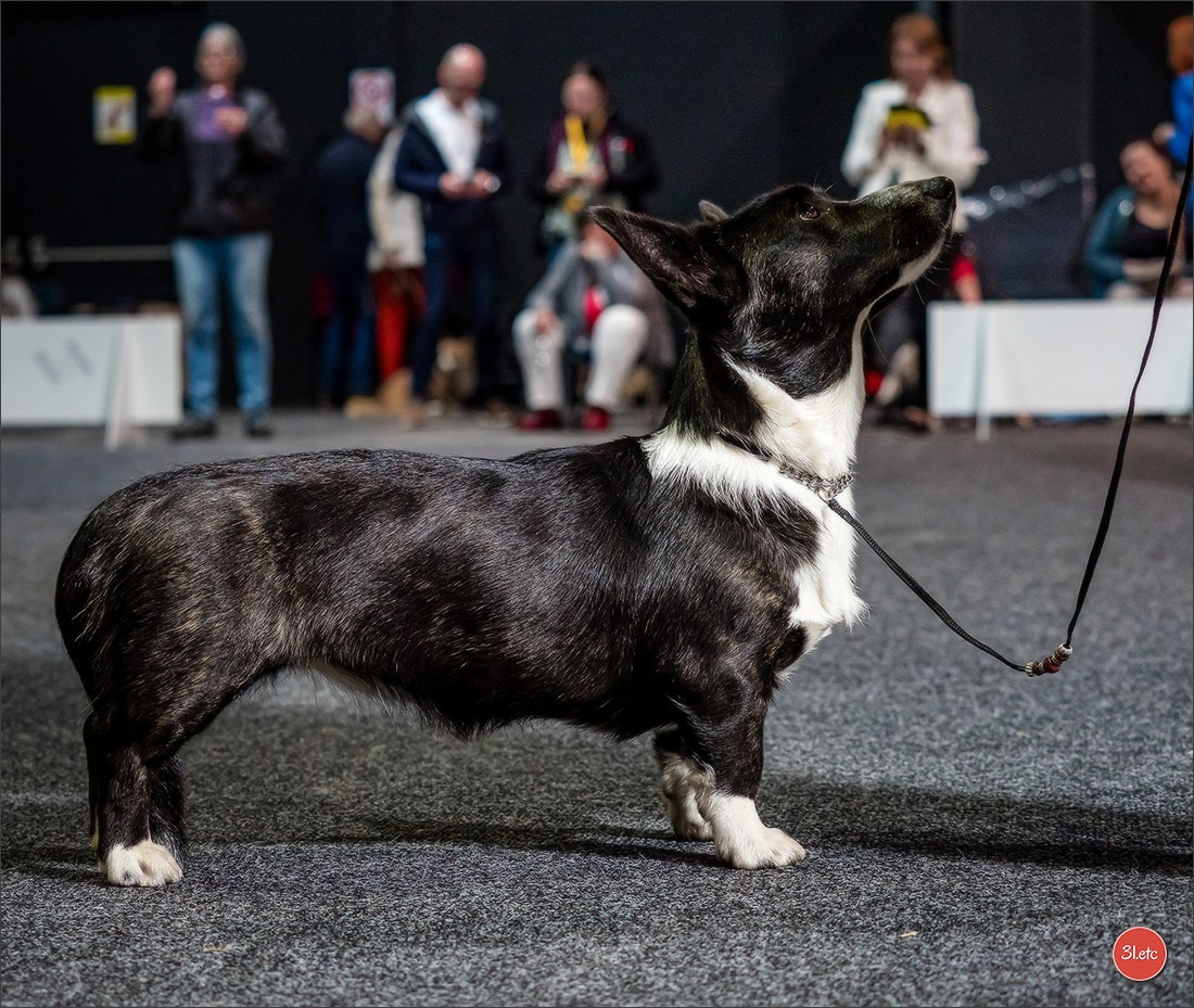 🇩🇪 Offenburg  International Dogshow 09-10.03.24 🇩🇪. Photographe à Strasbourg | Portraits, Studio, Enfants, Événements