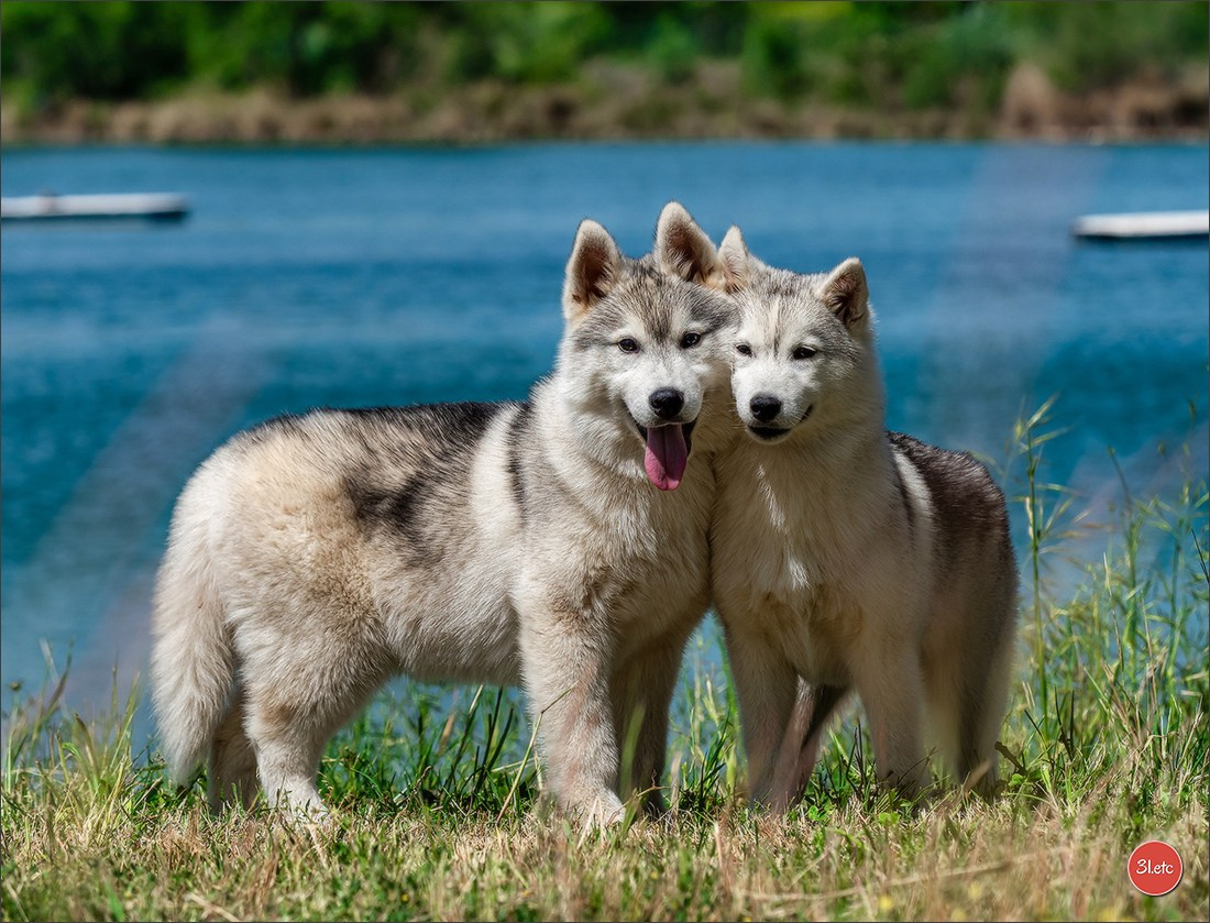 Photographie animalière. Photographe à Strasbourg | Portraits, Studio, Enfants, Événements