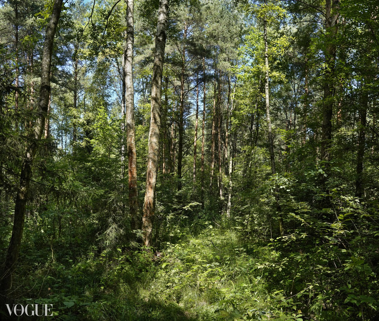 Сказка подмосковного леса. Суть фотографии в стиле изобразительного искусства