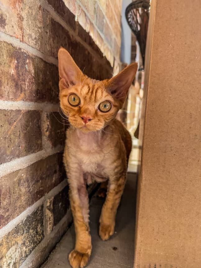 Dorito, boy, born on 06.06.24 SOLD. Devon Rex Pixie Cattery