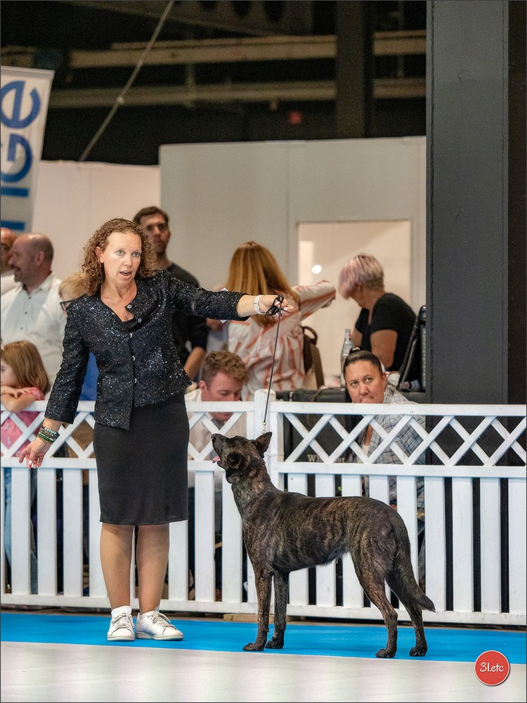 🇱🇺 LUXEMBOURG 🇱🇺 International Dog Show 🇱🇺 30/08 - 31/08/2025. Photographe à Strasbourg | Portraits, Studio, Enfants, Événements
