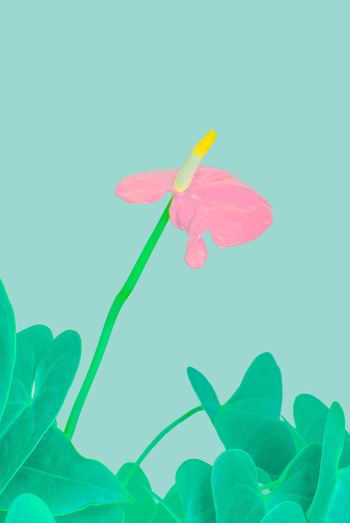 A flower of a unique color on a delicate background sensitive