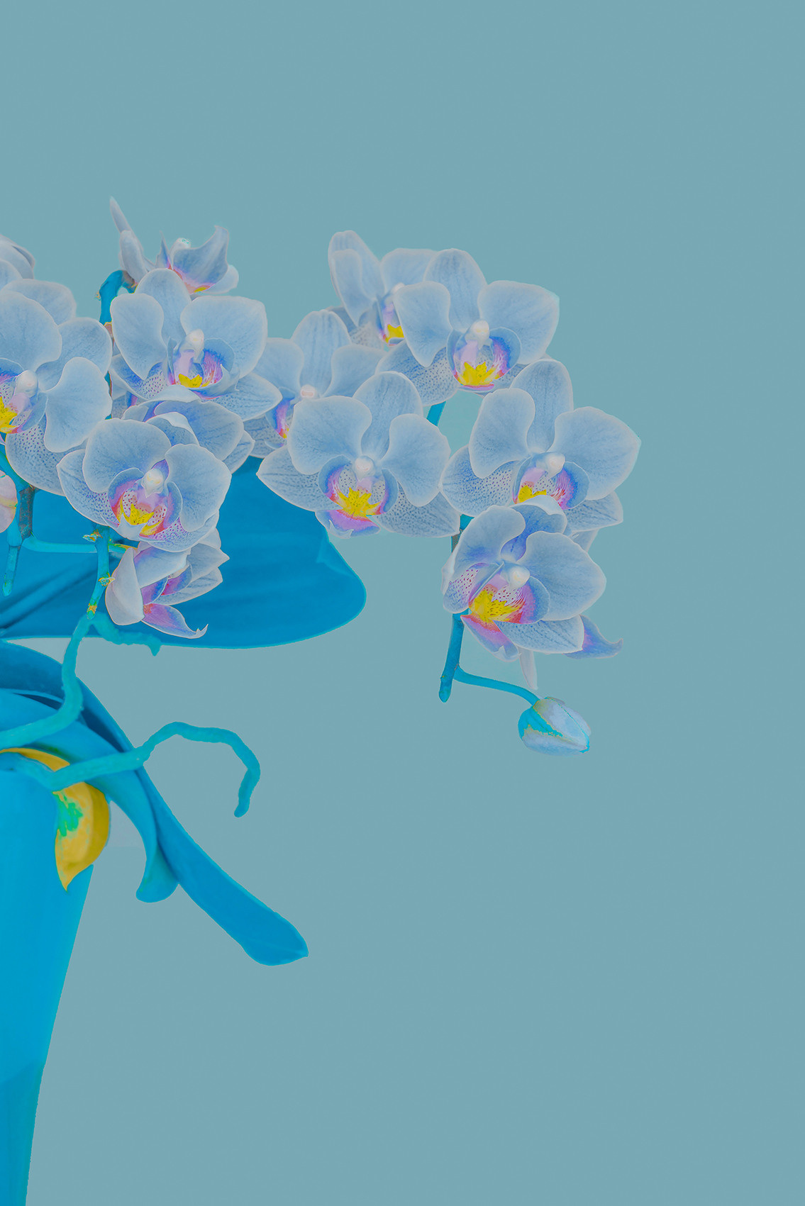 Orchid reminiscent of paradise with a unique color