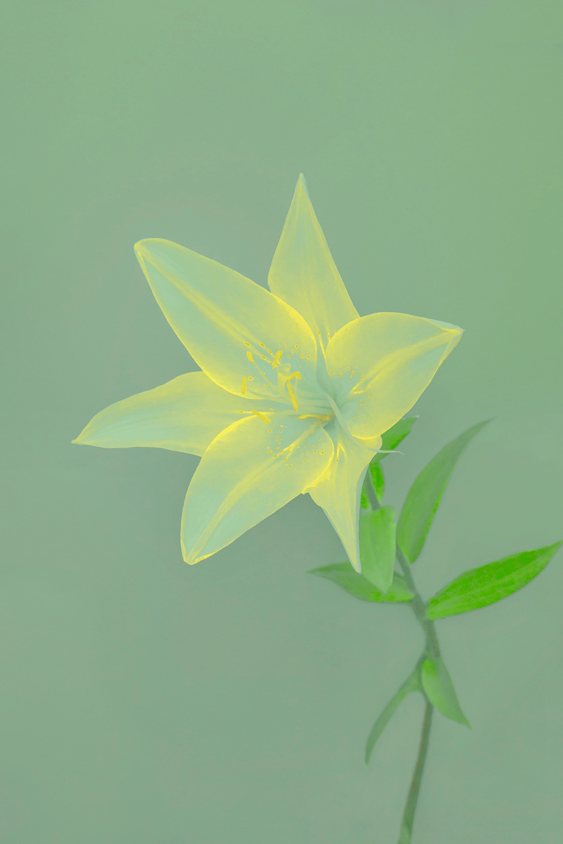 Transparent lily flower on a green glowing background