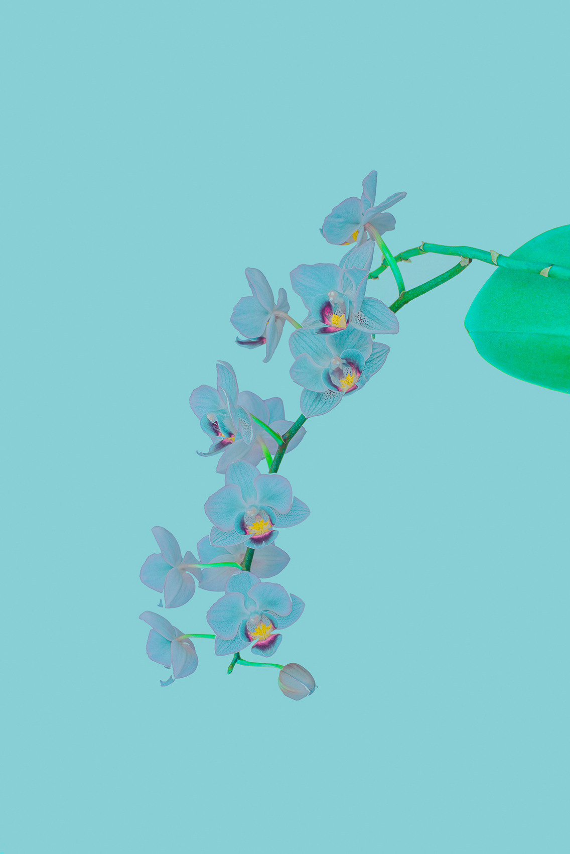 Orchid like weightlessness on a gentle background