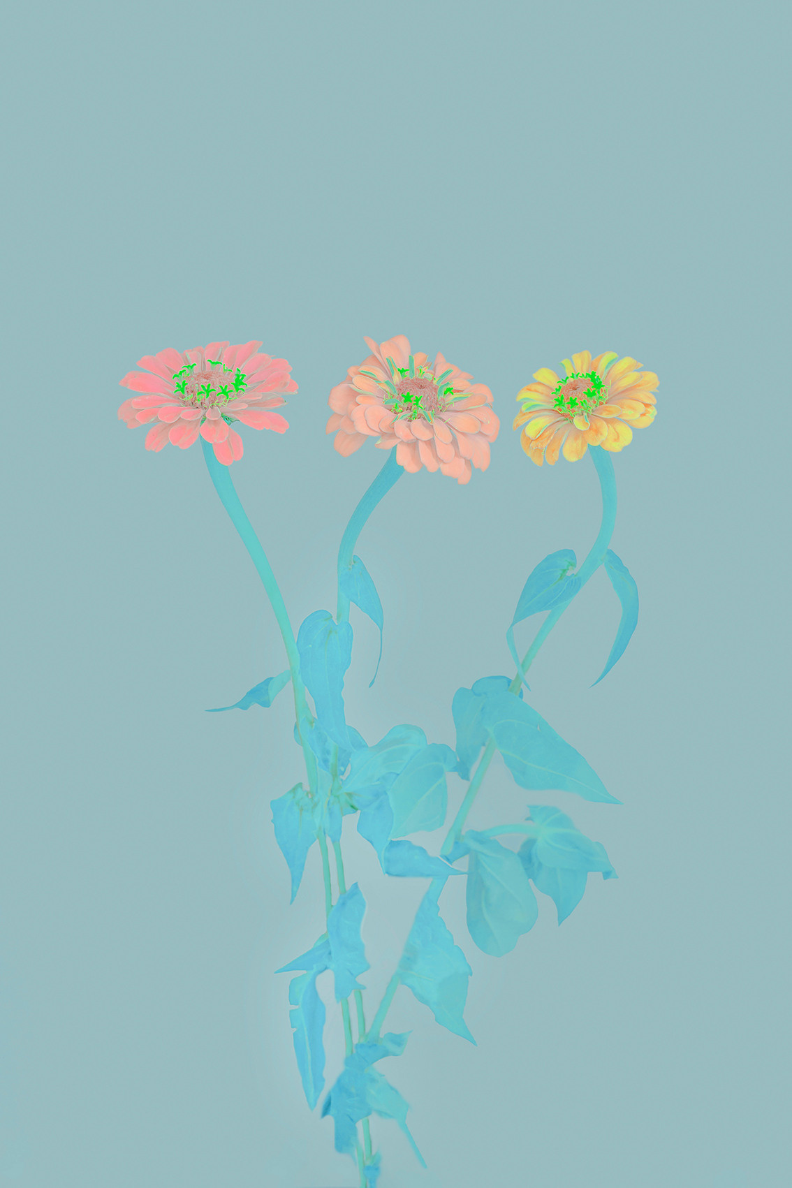 Three flowers of a unique color are cheerful