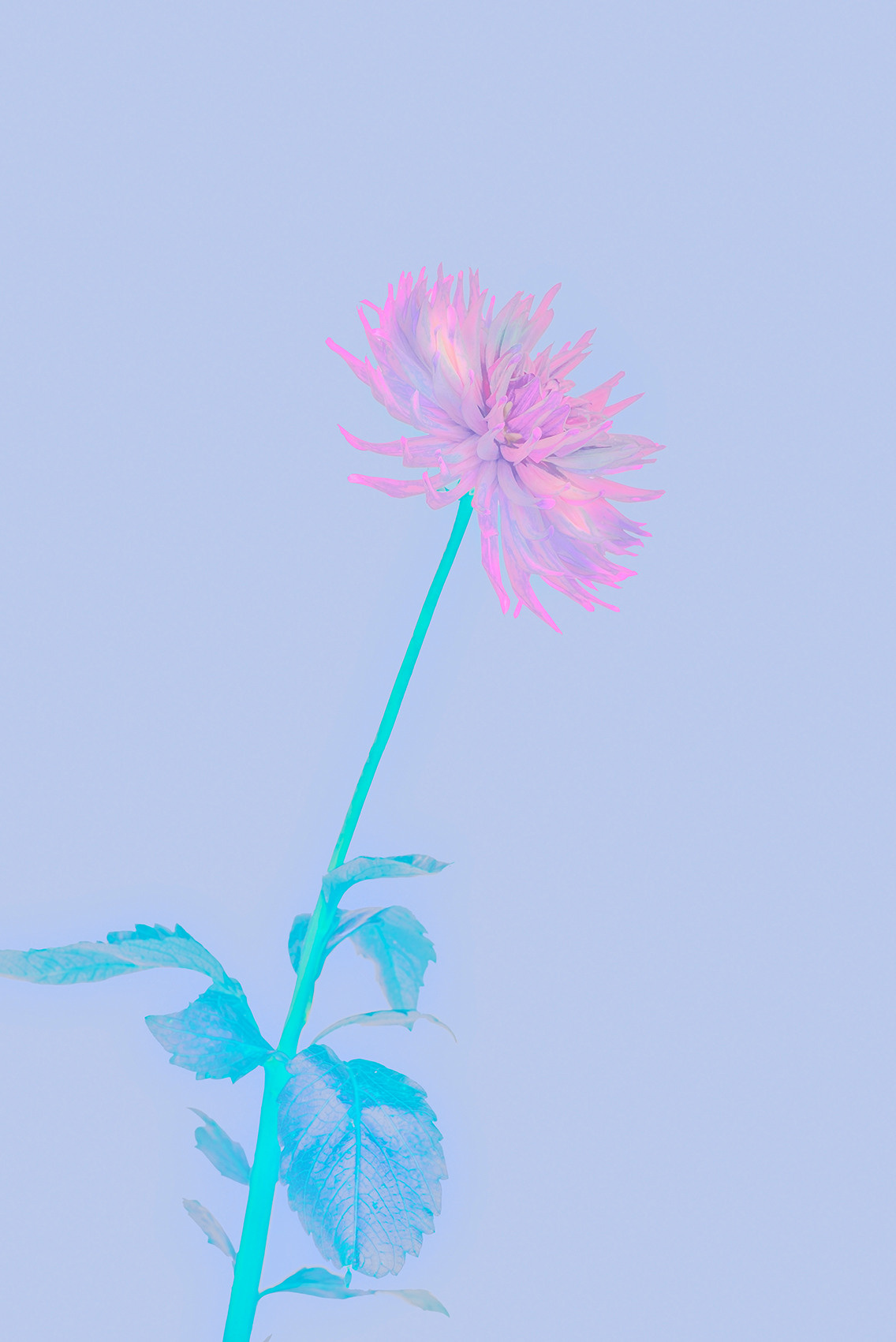 Delicate multicolored flower that looks like a rainbow