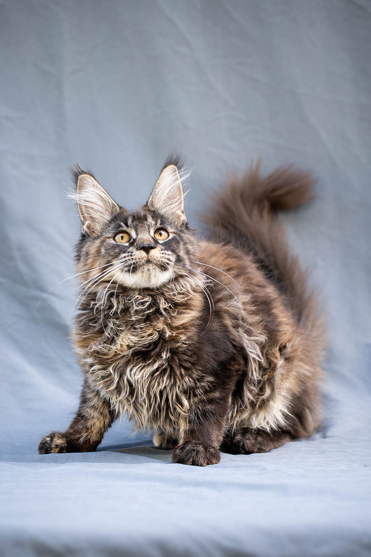 Senator Ursula. Senator Cat — Maine Coon cattery