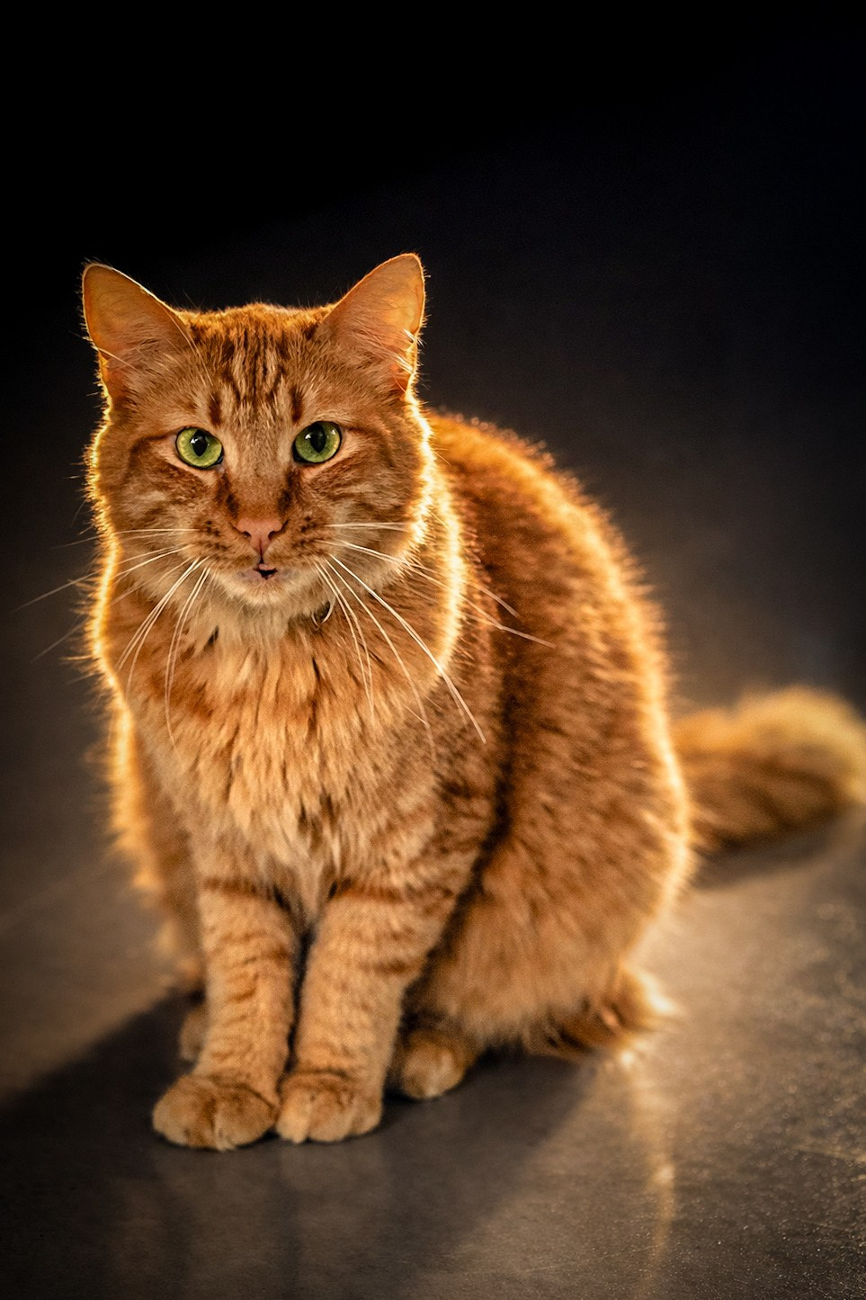 Sesión mascota «Runa». Lucyfera Studio