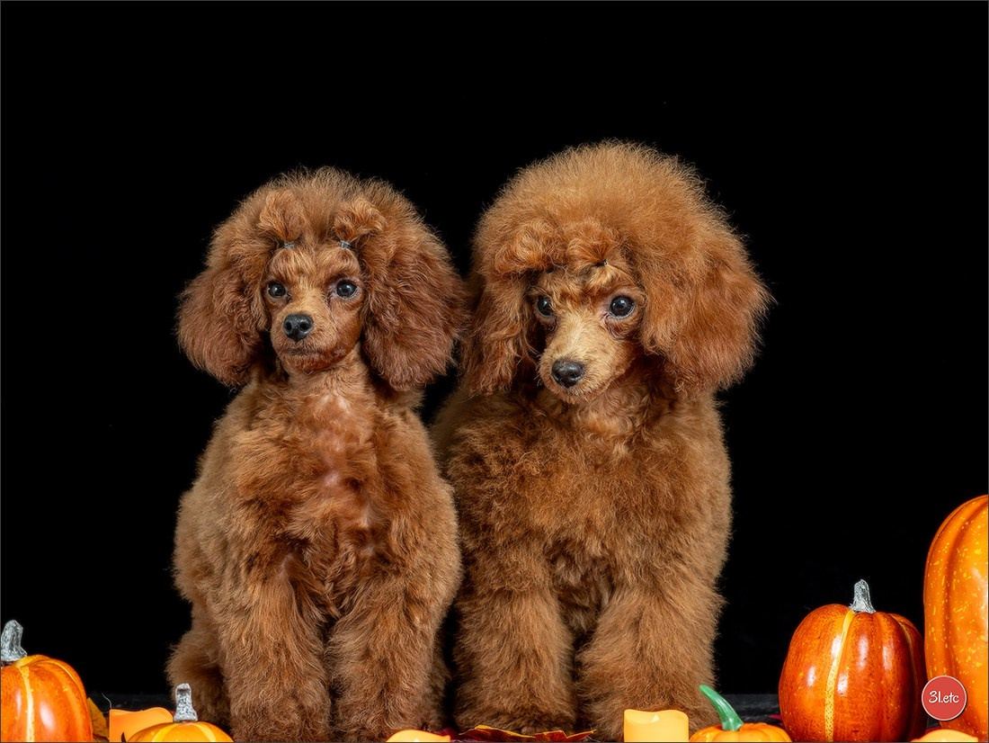 Séance photo d'Halloween dans un salon de toilettage https://pood-els.com/ à Strasbourg. Photographe à Strasbourg | Portraits, Studio, Enfants, Événements