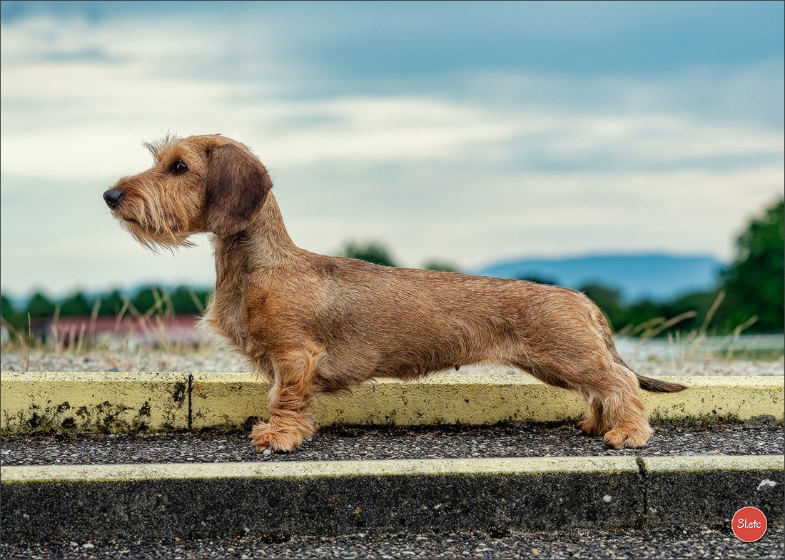 Expo canine (Teckel) Strasbourg Hoerdt  🇫🇷  5-6/07/2025. Photographe à Strasbourg | Portraits, Studio, Enfants, Événements