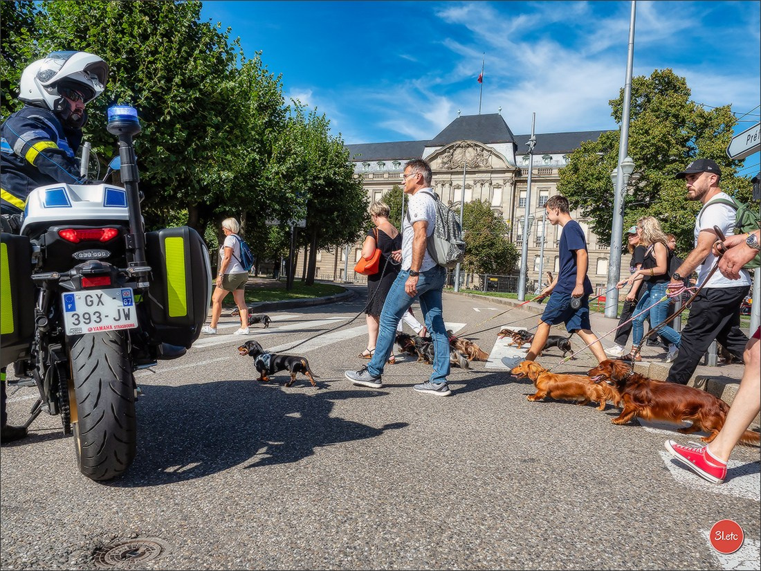 Teckels Parade Strasbourgeoise  Vous pouvez voir le galerie de photos. Photographe à Strasbourg | Portraits, Studio, Enfants, Événements