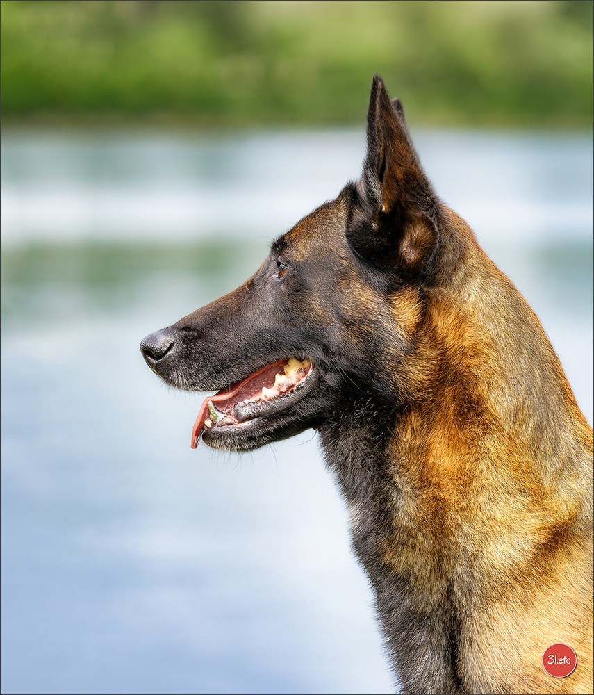 Expo canine 🇫🇷 Valence 02-03/05/2026