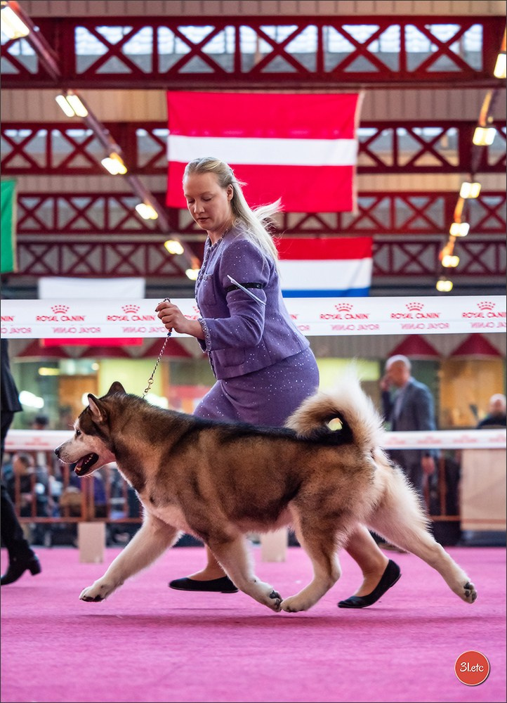 À l'exposition de Mouscron 🇧🇪 #dogshow #dogsphotography #expocanine #photopets #pets #dogs #aminalier #animals #mouscron #mouscron2025. Photographe à Strasbourg | Portraits, Studio, Enfants, Événements