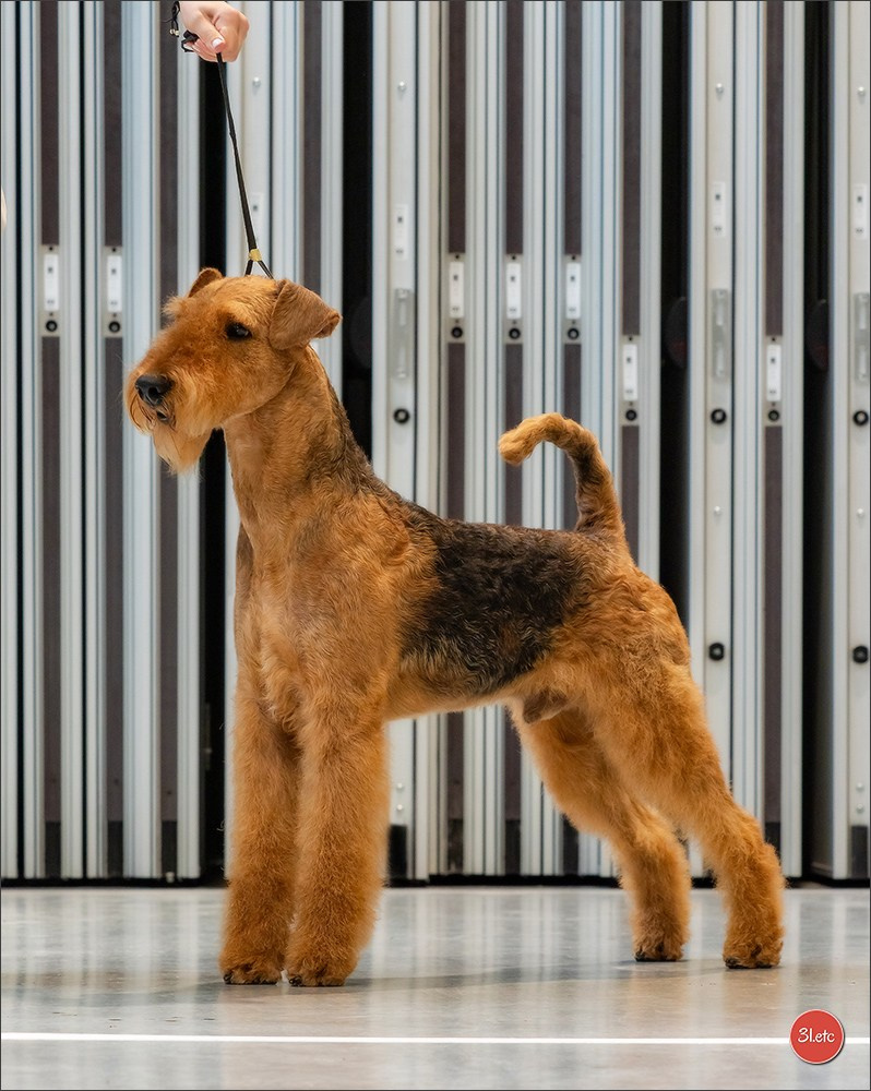 Dog Show Liege 🇧🇪 19-29/07/2025. Photographe à Strasbourg | Portraits, Studio, Enfants, Événements