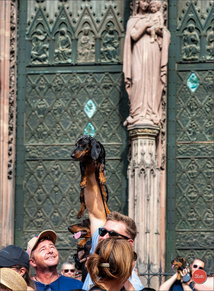 Teckels Parade Strasbourgeoise  Vous pouvez voir le galerie de photos. Photographe à Strasbourg | Portraits, Studio, Enfants, Événements