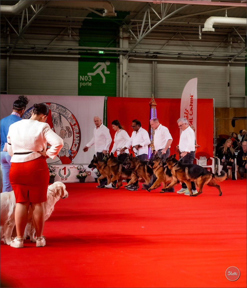 PDS  🇫🇷  Paris Dog Show  🇫🇷  Expo canine  10-11/01/2026. Photographe à Strasbourg | Portraits, Studio, Enfants, Événements