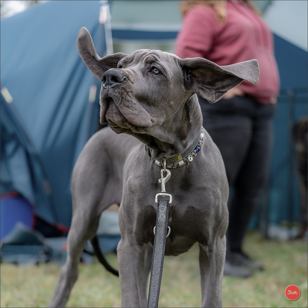 Expo canine 🇫🇷 Valence 02-03/05/2026
