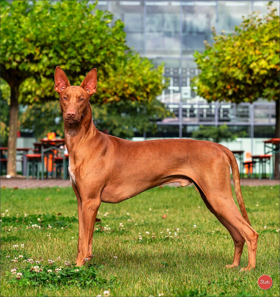 Exposition Canine à Karlsruhe 28-29/09/2024. Photographe à Strasbourg | Portraits, Studio, Enfants, Événements