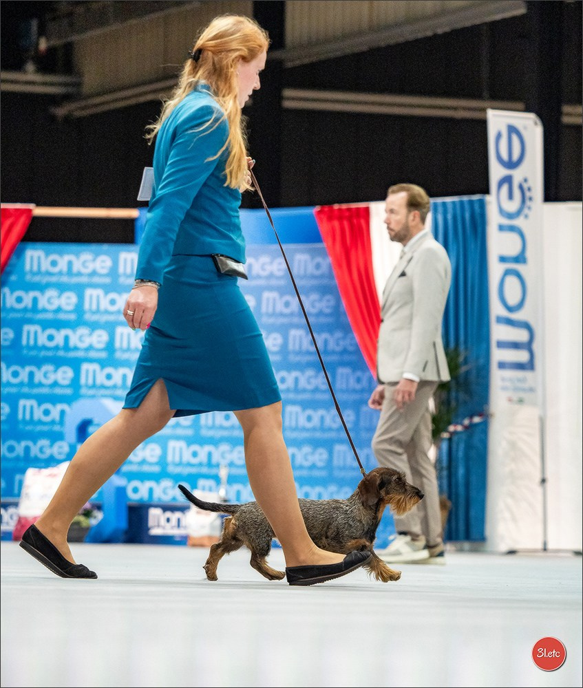 🇱🇺 LUXEMBOURG 🇱🇺 International Dog Show 🇱🇺 30/08 - 31/08/2025. Photographe à Strasbourg | Portraits, Studio, Enfants, Événements