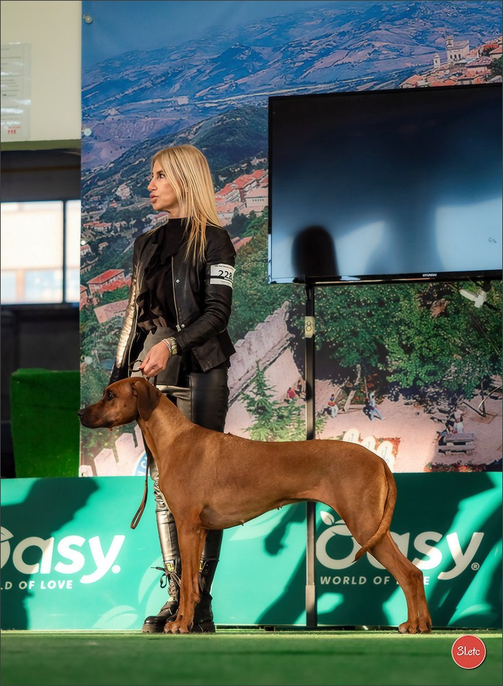 Dog Show  🇮🇹  San Marino. Photographe à Strasbourg | Portraits, Studio, Enfants, Événements