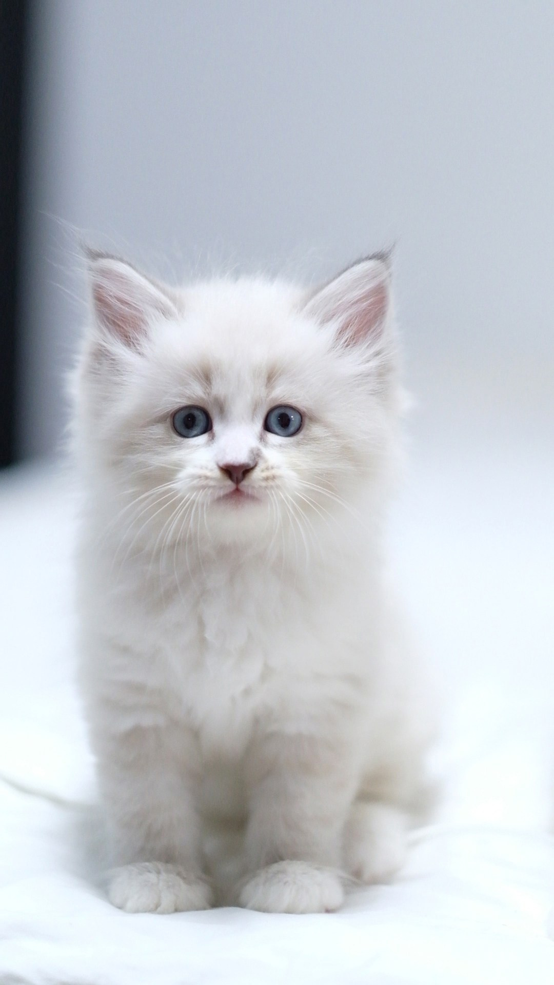 N-Antares. SIBERIALIS: Katzenzucht von Sibirischen und Neva Masquarade Katzen