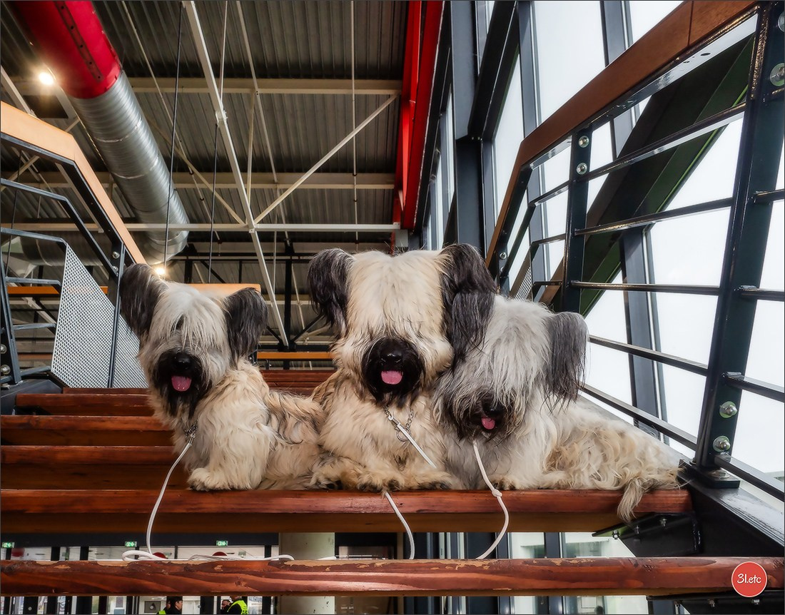 Photographie animalière. Photographe à Strasbourg | Portraits, Studio, Enfants, Événements