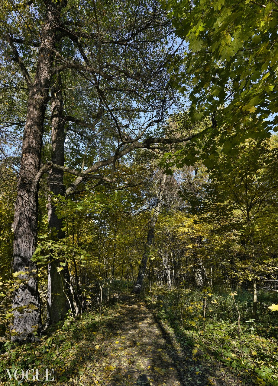 Сказка подмосковного леса. Суть фотографии в стиле изобразительного искусства