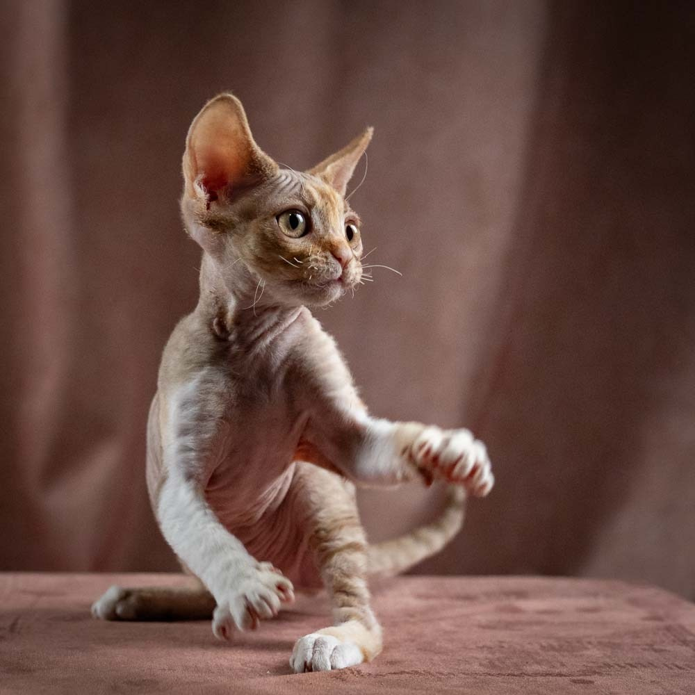 Ophelia, girl, born 02.08.26. Devon Rex Pixie Cattery