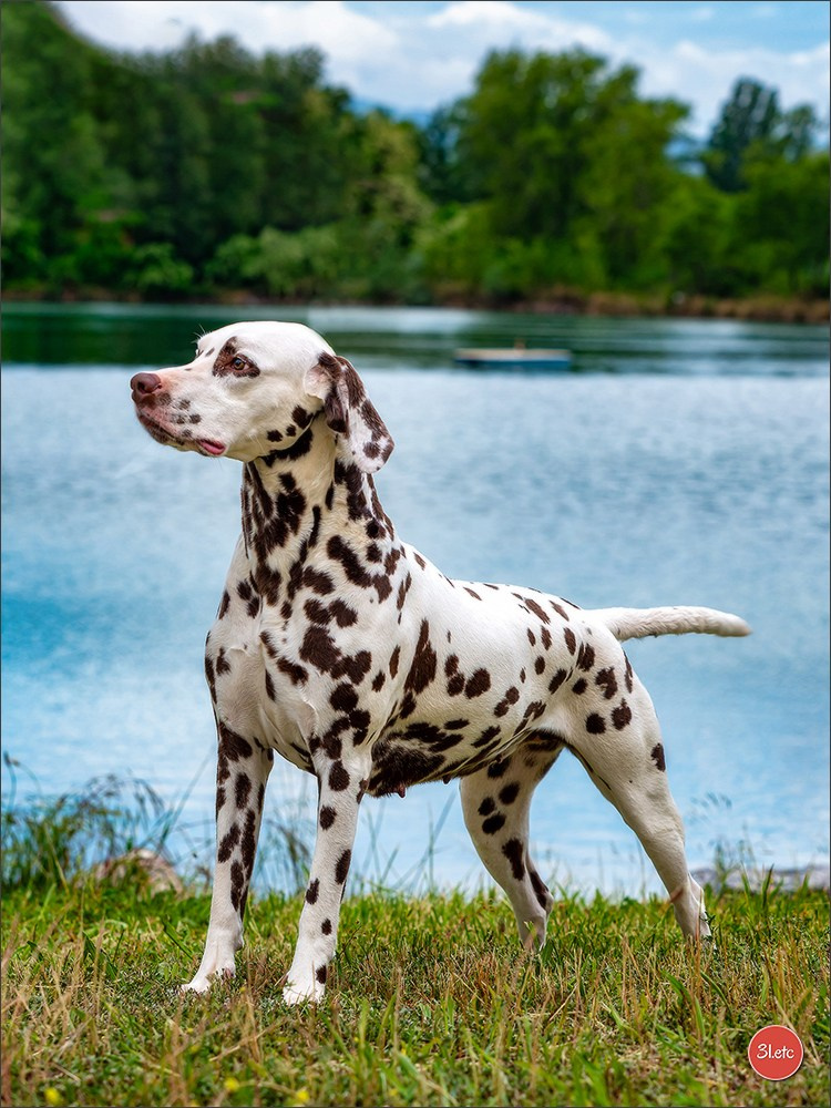 Expo canine 🇫🇷 Valence 03-04/05/2025. Photographe à Strasbourg | Portraits, Studio, Enfants, Événements