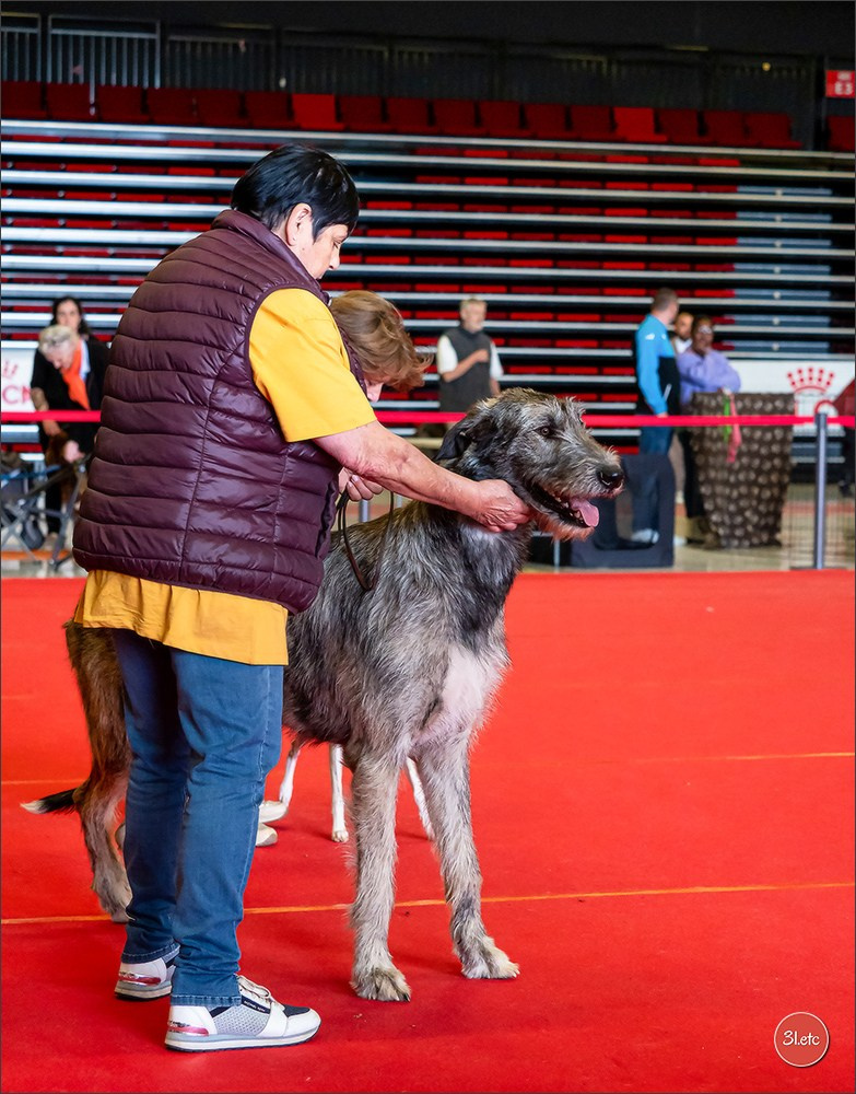 Exposition Canine à  Margny-lès-Compiègne 14-15/09/2024. Photographe à Strasbourg | Portraits, Studio, Enfants, Événements