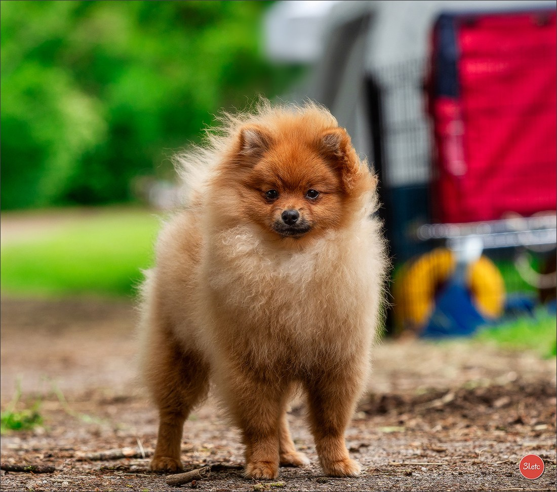 Expo canine Nancy  🇫🇷  25/05/2025. Photographe à Strasbourg | Portraits, Studio, Enfants, Événements