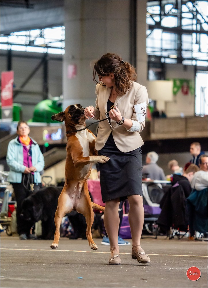 🇨🇭 Geneva Dog Show 15-17/11/2024. Photographe à Strasbourg | Portraits, Studio, Enfants, Événements