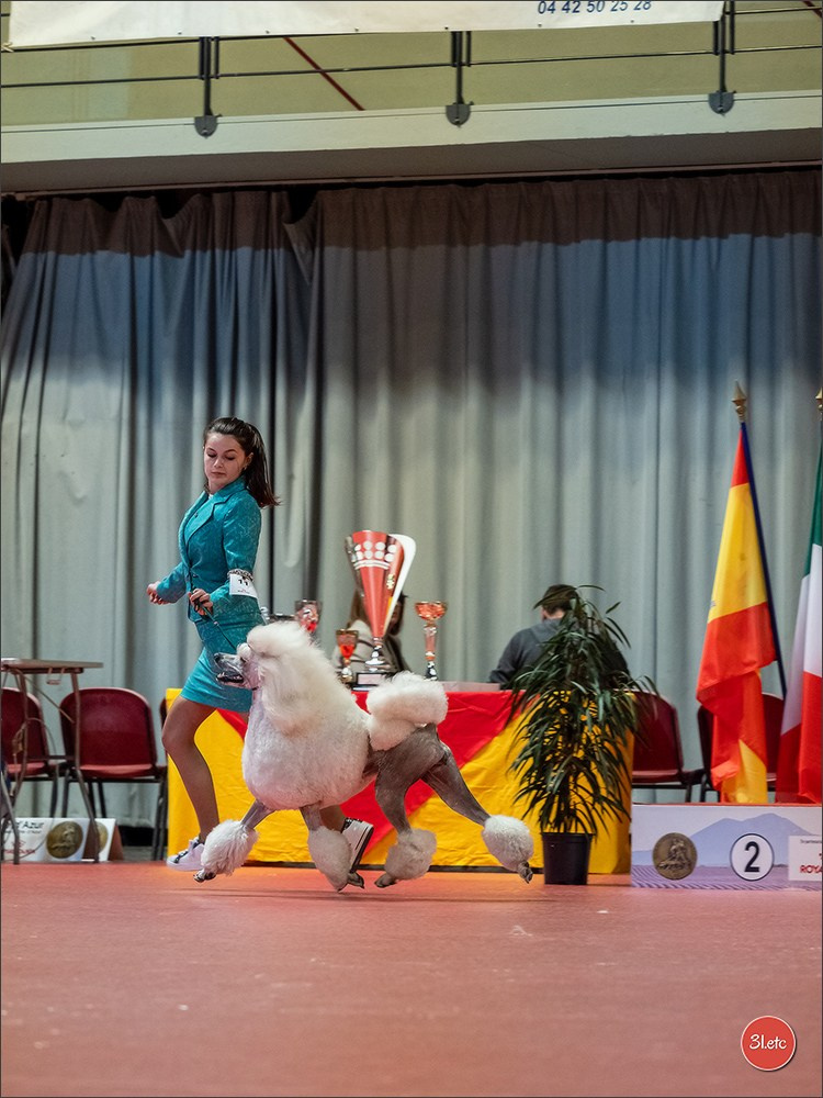 Expo canine 🇫🇷 Martigues  19-20/04/2025. Photographe à Strasbourg | Portraits, Studio, Enfants, Événements
