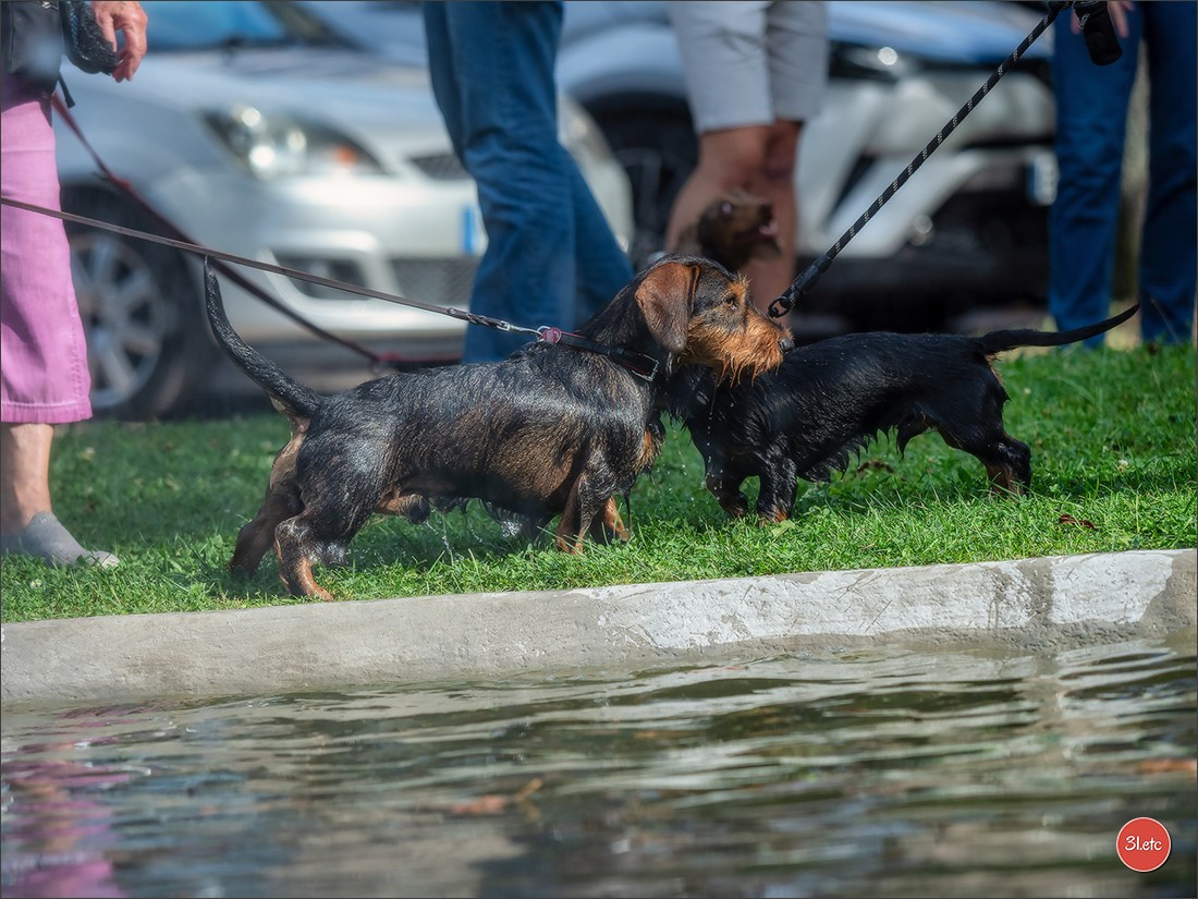 Teckels Parade Strasbourgeoise  Vous pouvez voir le galerie de photos. Photographe à Strasbourg | Portraits, Studio, Enfants, Événements