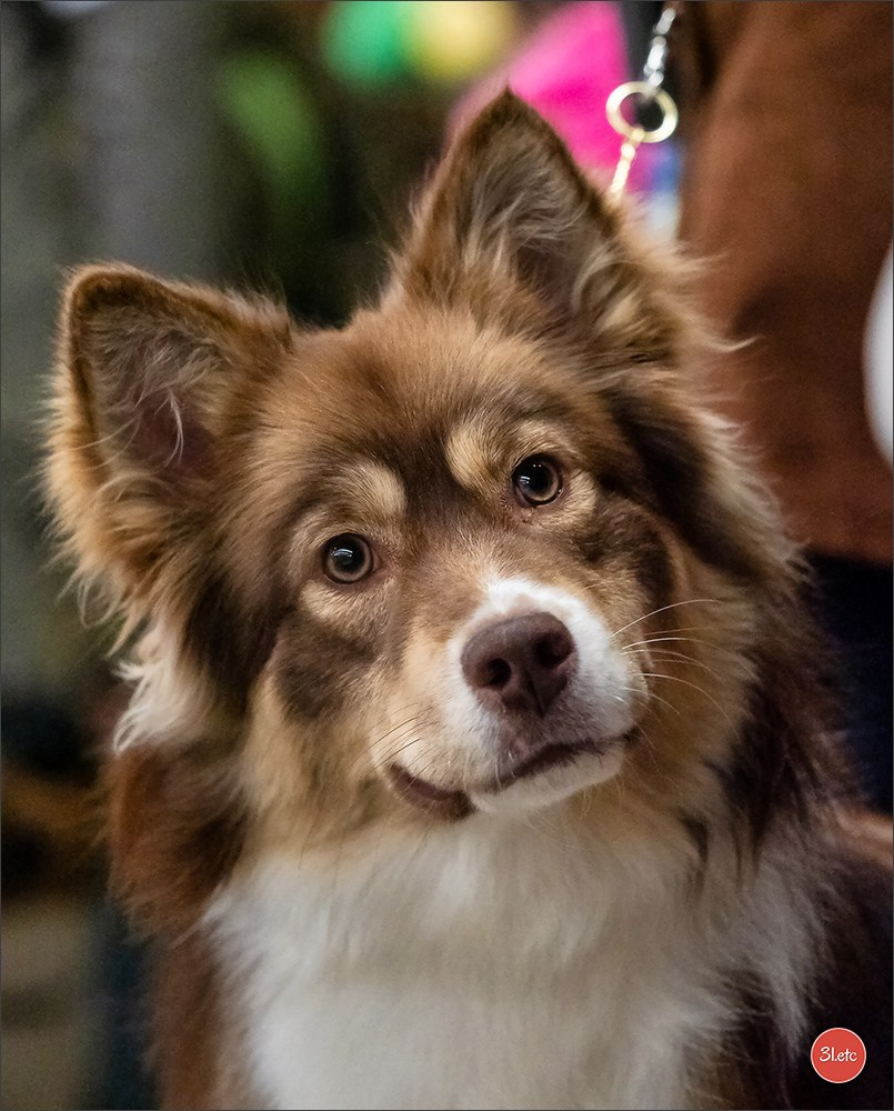 🇫🇷Exposition Canine Internationale de Perpignan. Photographe à Strasbourg | Portraits, Studio, Enfants, Événements