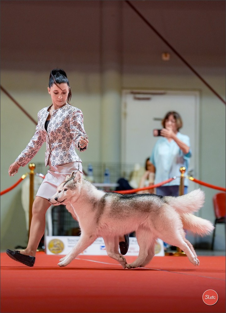 Photographie animalière. Photographe à Strasbourg | Les animaux, Portraits, Studio, Événements