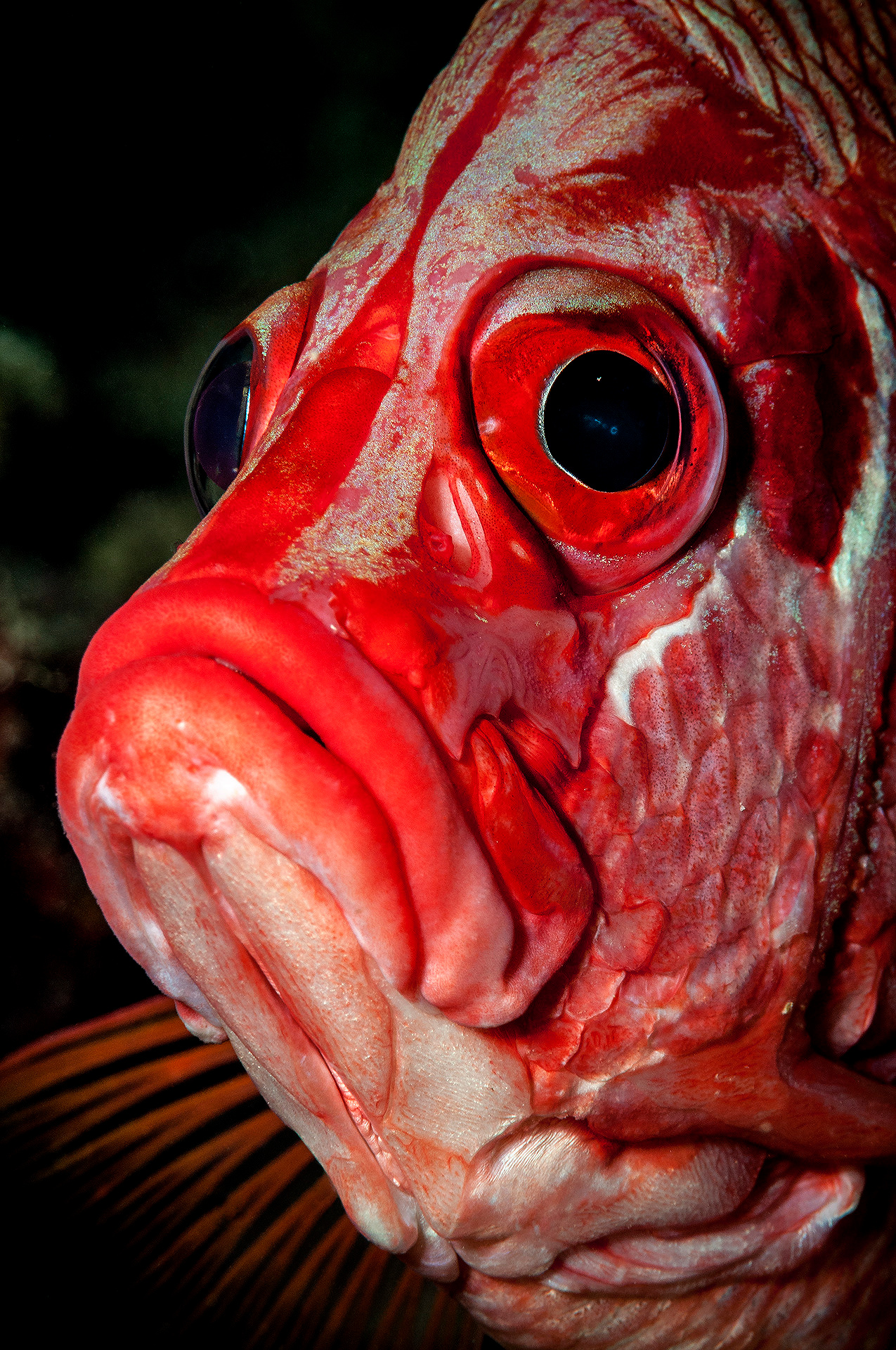 Under water. Your photographer on land and under water— Alexey Zaytsev