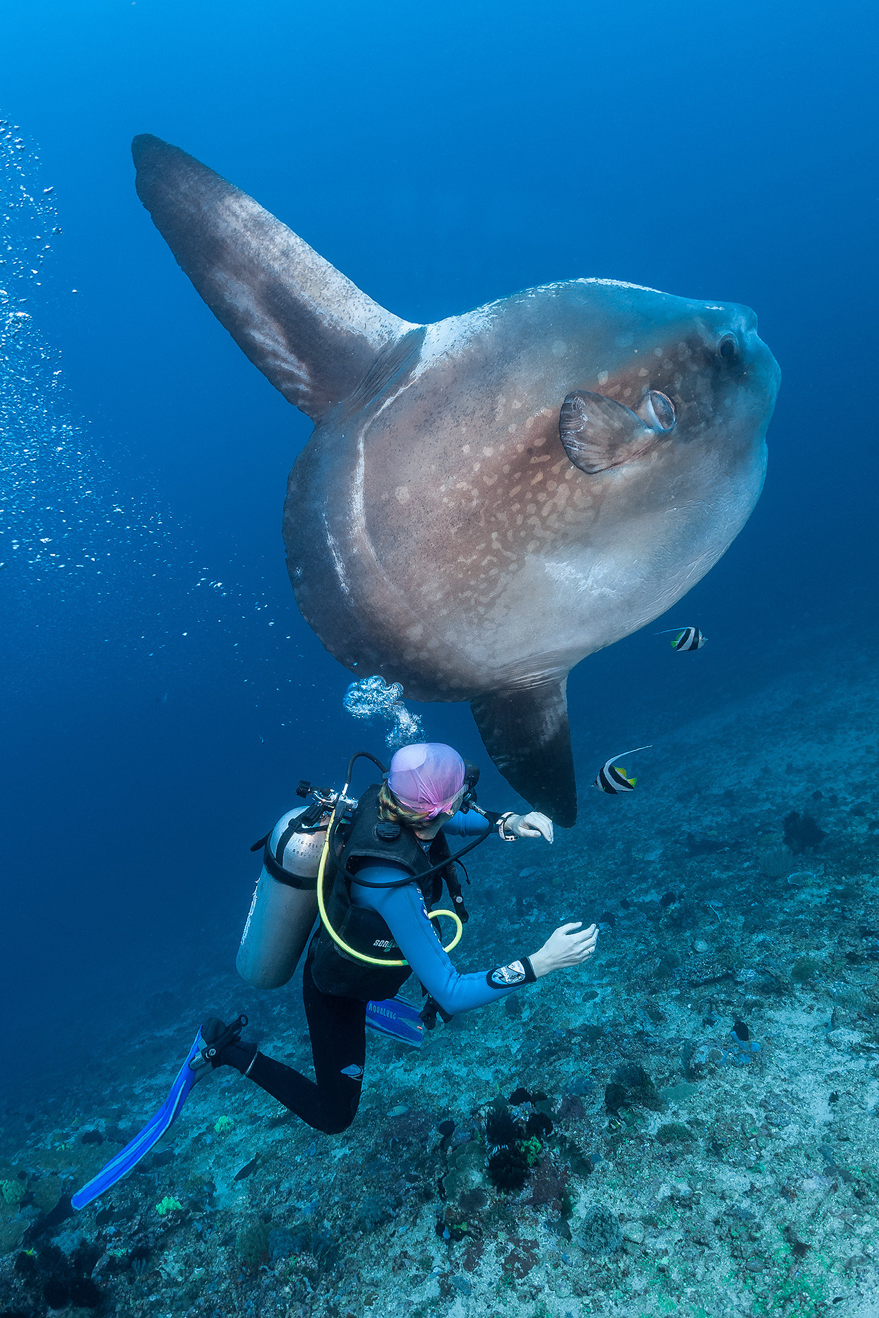 Under water. Your photographer on land and under water— Alexey Zaytsev