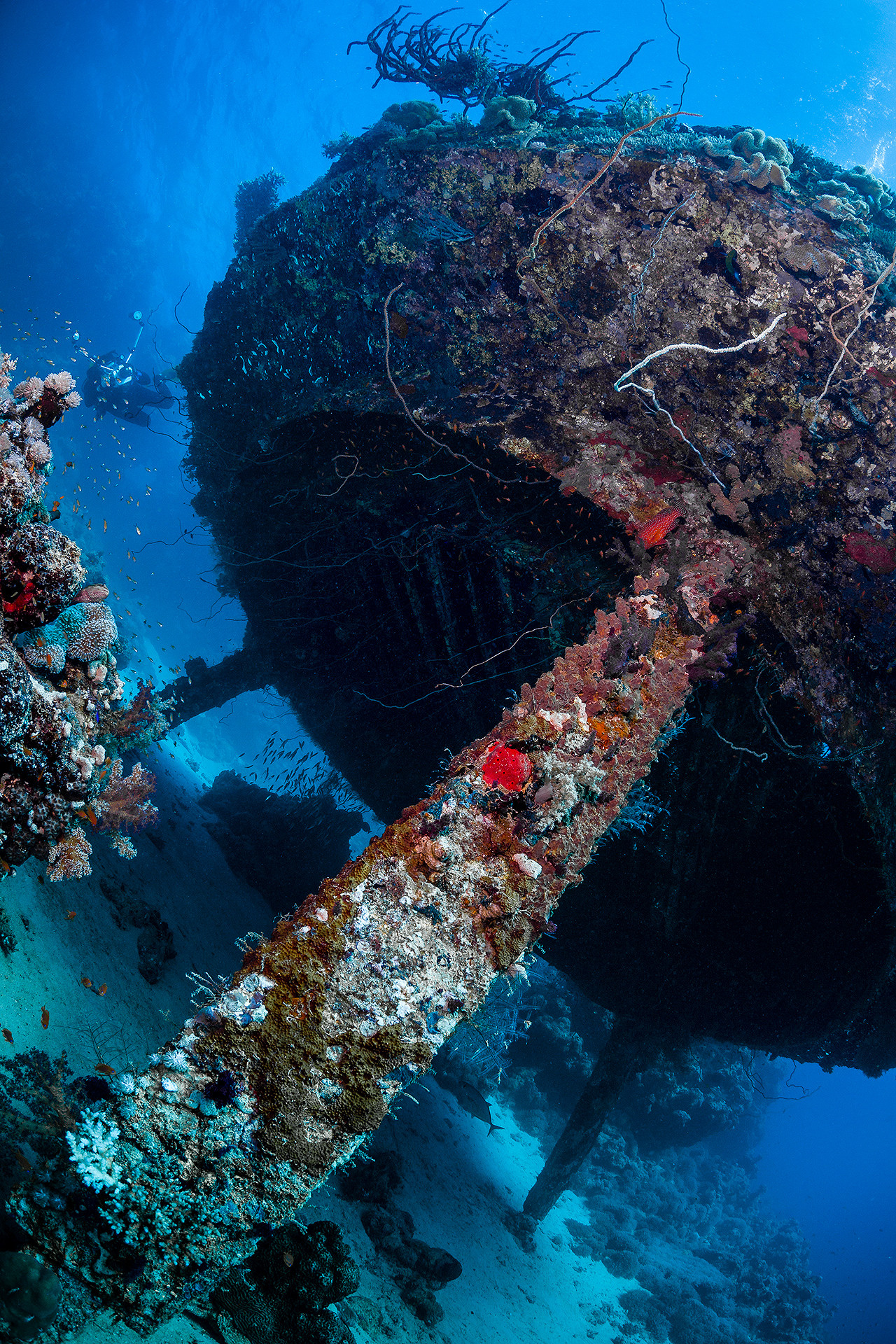 Under water. Your photographer on land and under water— Alexey Zaytsev