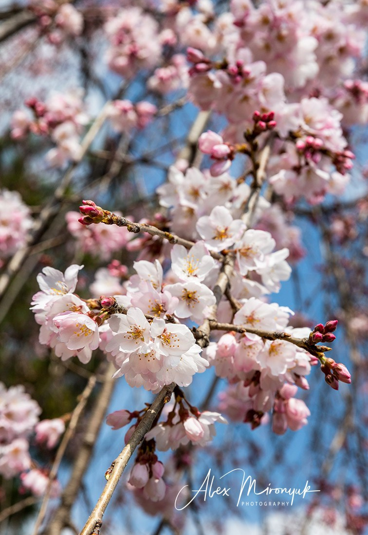Hanami Season in Japan. Pet, Senior, Landscape, portrait studio, photographer in Miami and Sou