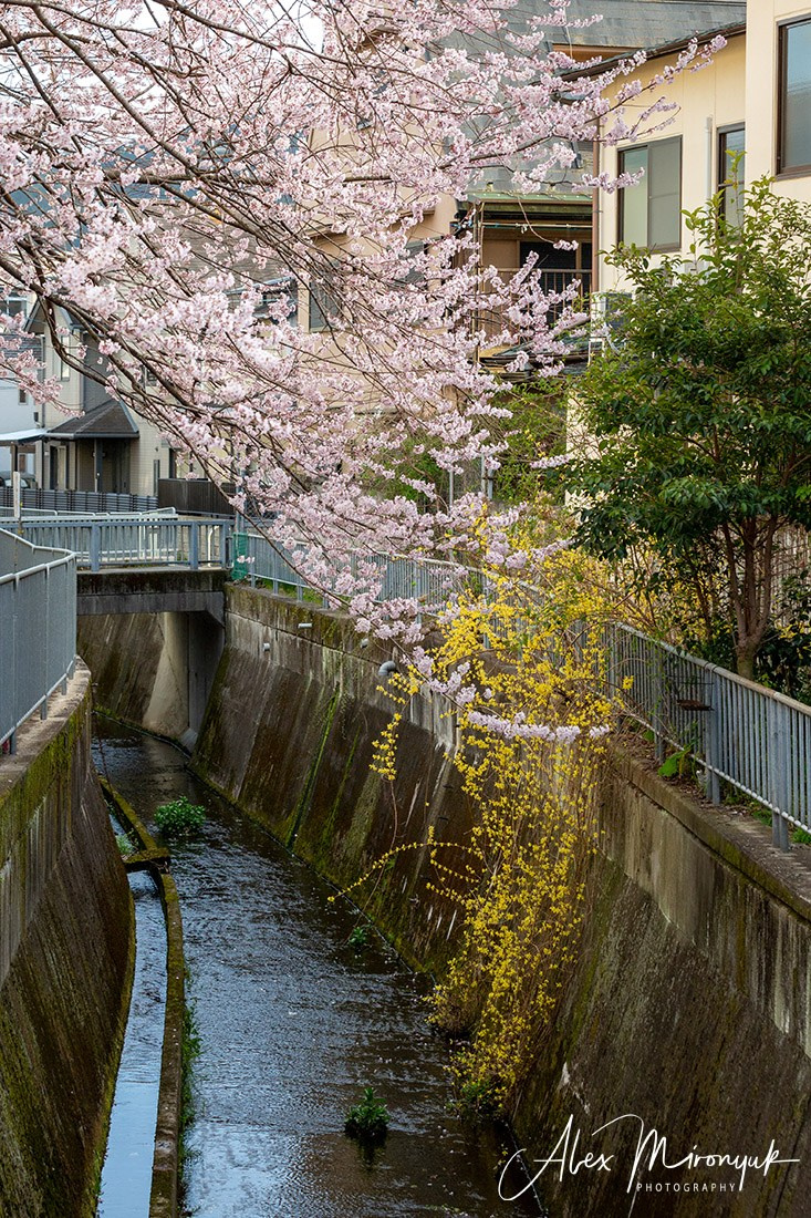 Hanami Season in Japan. Pet, Senior, Landscape, portrait studio, photographer in Miami and Sou