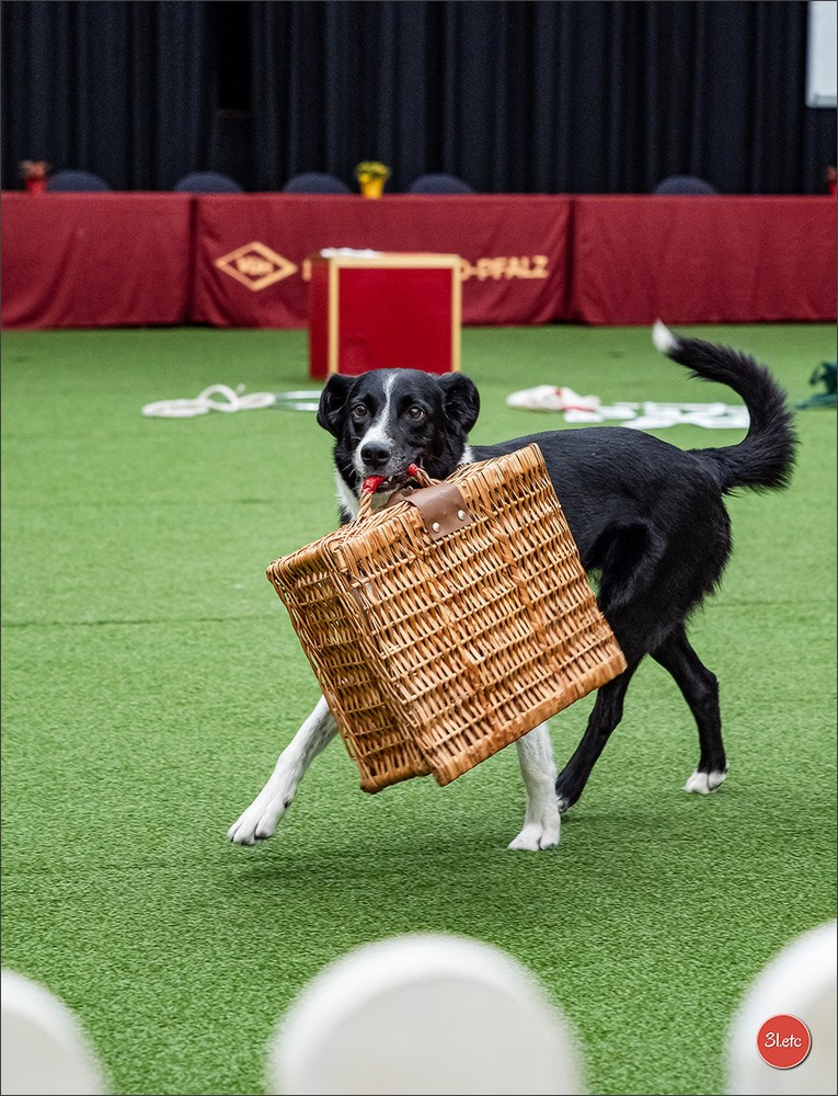 Dog Show Ludwigshafen  🇩🇪  16-17/08/2025. Photographe à Strasbourg | Portraits, Studio, Enfants, Événements